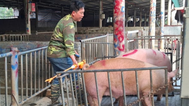 'Bão' giá lợn càn quét: [Bài 5] Đưa lợn từ Bắc vào Nam