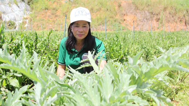 Trồng rau, dược liệu chuẩn hữu cơ thu 300 triệu đồng/ha