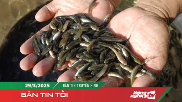 Thả 374.000 con cá giống xuống sông Tiền, tái tạo nguồn lợi thủy sản
