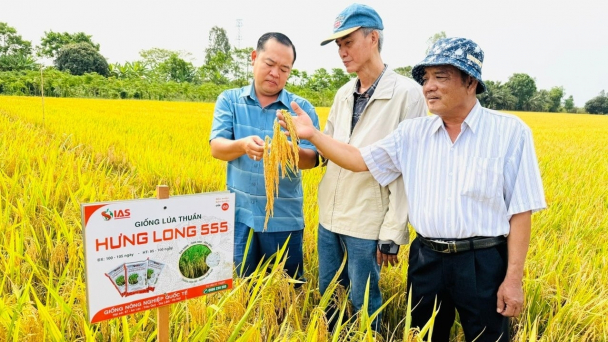 Hưng Long 555- ‘lựa chọn vàng’ cho nông dân ĐBSCL và Đông Nam bộ