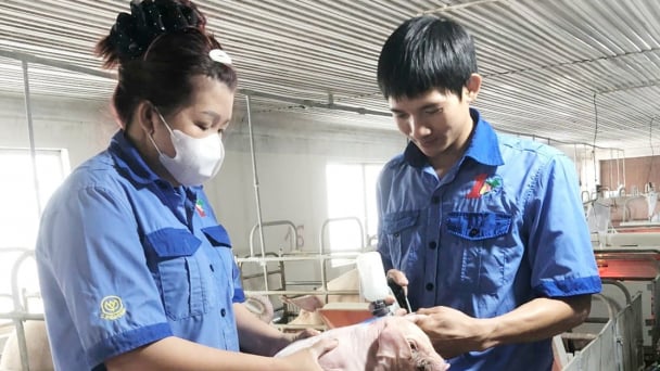 Đắk Lắk bảo đảm tối thiểu 80% đàn vật nuôi được tiêm đủ vacxin