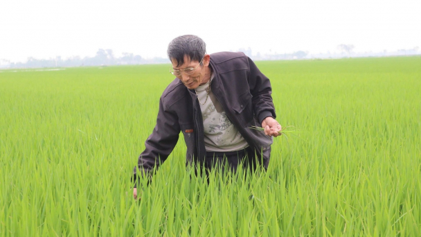 Hà Nội phấn đấu 80% diện tích lúa áp dụng SRI
