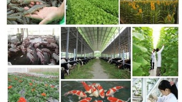 Deputy Ministers propose solutions to restructure the agricultural sector