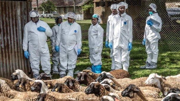 New FAO-led study highlights that improving productivity is key to reducing antibiotic use in livestock