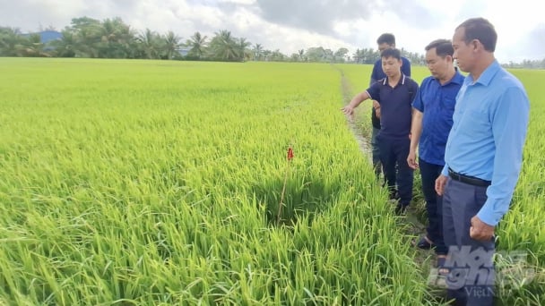 Hợp tác xã có 1.100ha lúa áp dụng tưới ngập - khô xen kẽ