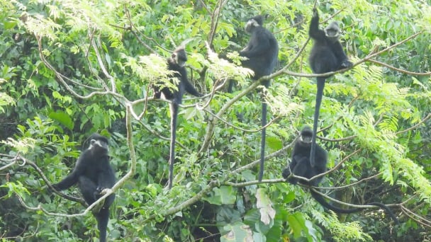 The so-called ‘shepherd’ of the langurs in Hung Su