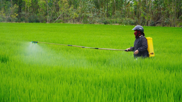 Quảng Bình: Gần 1.500ha lúa bị nhiễm sâu bệnh