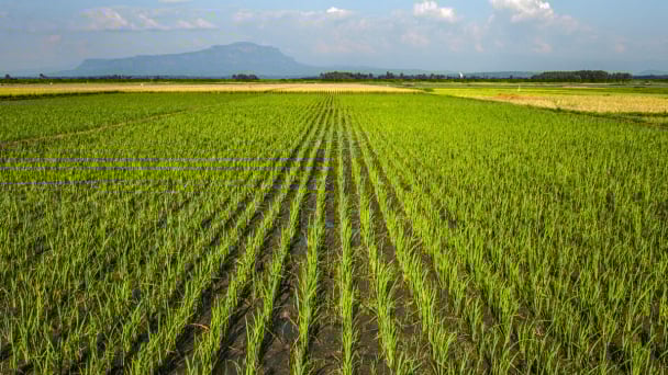 FAO Food Price Index remains stable in March