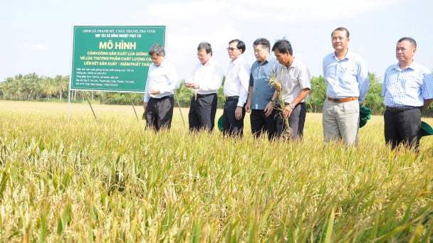 Nhìn lại Đề án 1 triệu hecta sau một năm ở Trà Vinh và Vĩnh Long