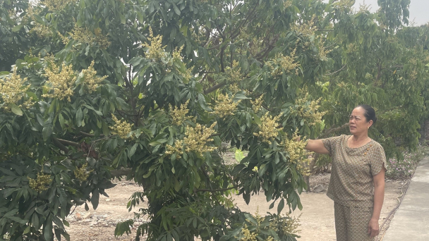 TP Chí Linh có 270ha nhãn được cấp mã số xuất khẩu