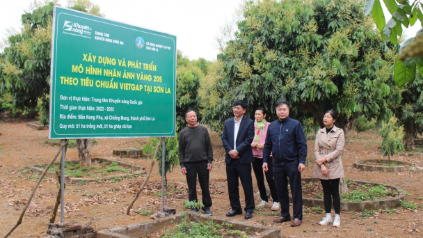 Trồng mới 35ha nhãn Ánh Vàng 205, năng suất tăng ít nhất 20%
