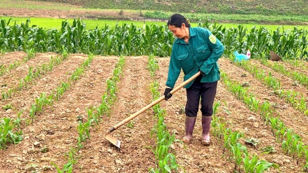 Khôi phục đất canh tác, nông dân miền núi kỳ vọng vụ ngô xuân hè