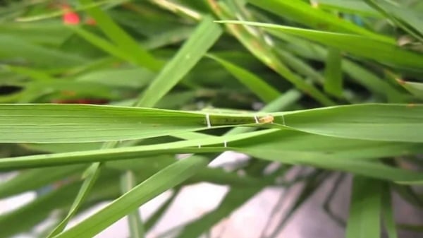 Thời tiết nông vụ ngày 14/4/2025: Phòng sâu bệnh hại lúa khi gặp mưa nhiều