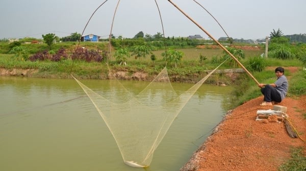 Hà Nội mỗi năm chuyển đổi trên dưới 1.000ha đất lúa sang cây trồng khác