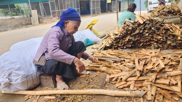 Cây quế giúp bà con dân tộc thiểu số vươn lên làm giàu