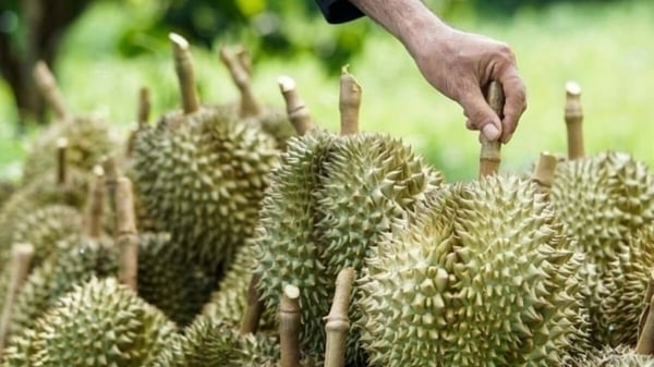 Ngành hàng sầu riêng Thái Lan lao đao