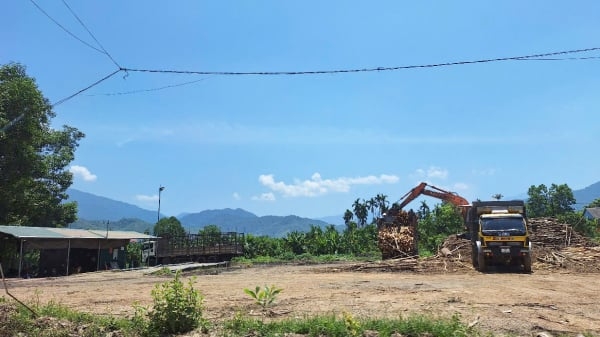 ‘Tuýt còi’ 2 cơ sở kinh doanh gỗ rừng trồng tại Huế