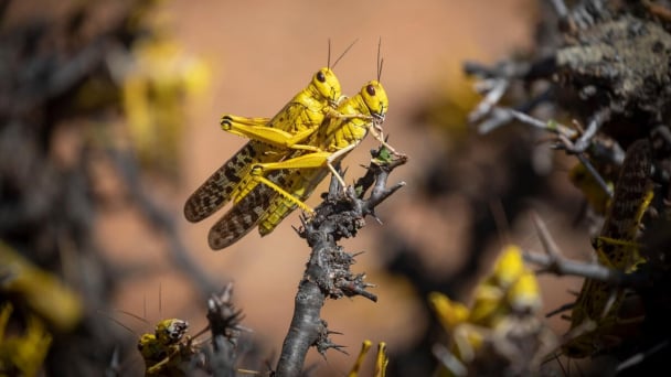 Desert locust movements in Northwest Africa raise concern amid spring breeding season