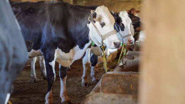 FAO warns: Enhanced awareness and action needed amid foot-and-mouth disease outbreaks in Europe and the Near East