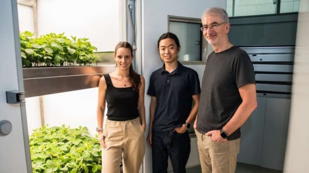 Vertical farming can increase yields and reduce environmental impact