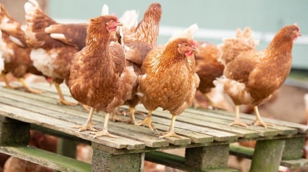 ‘Not a surprise’: what’s behind Australia’s egg shortage, and is it here to stay?