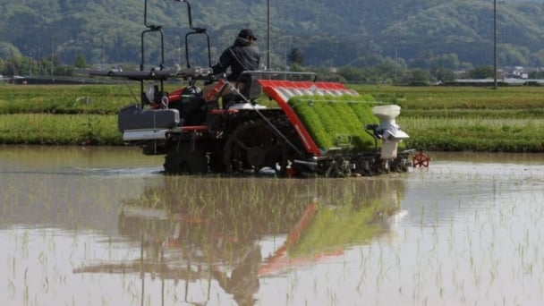 Japan's push to lower rice prices coming in baby steps