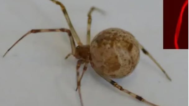 World’s first gene-edited spider produces red fluorescent silk