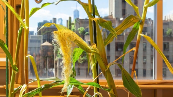 Artificial intelligence and genetics can help farmers grow corn with less fertilizer
