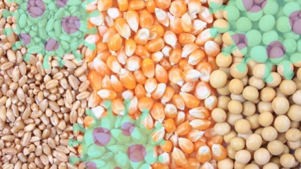The hidden cost of mycotoxins in poultry feed