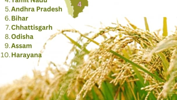 USDA again boosts Indian rice production forecast, increases U.S. import projections