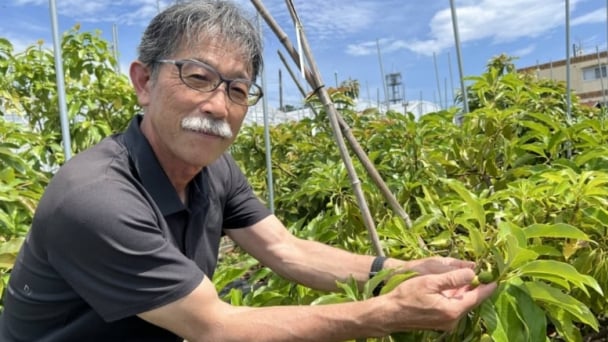 As Japan warms, avocados emerge as an unlikely savior for farmers