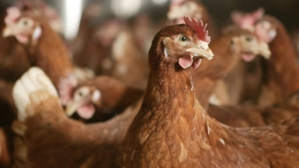 Breeds better suited to cage-free production