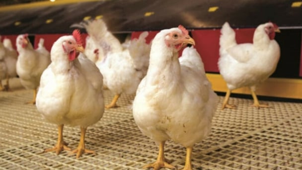 Brazil declares itself free of avian influenza