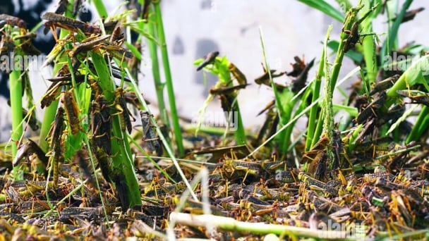 Chinese researchers reveal key mechanism behind locust outbreaks