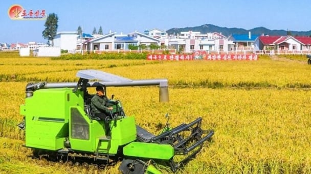 N. Korean rice prices stabilize at record highs