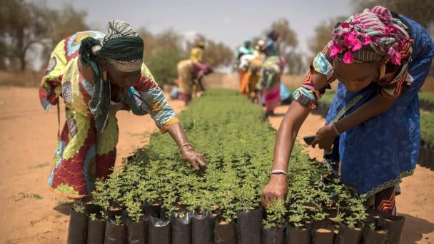 Green Climate Fund approves a record $300 million for FAO-designed projects in Papua New Guinea, Saint Lucia and the Sahel