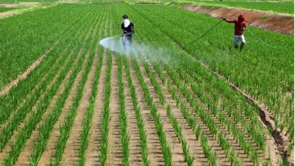 In reversal, Japan now wants rice farmers to produce more. Will it work?