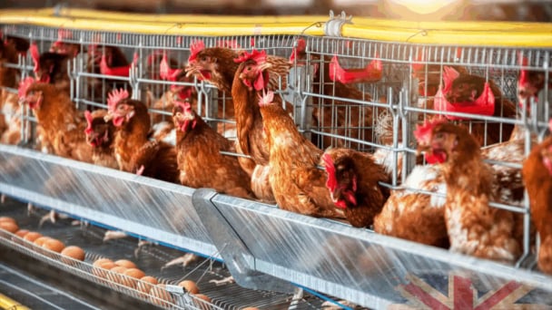 Cage-free countdown: UK retailers face 2025 deadline