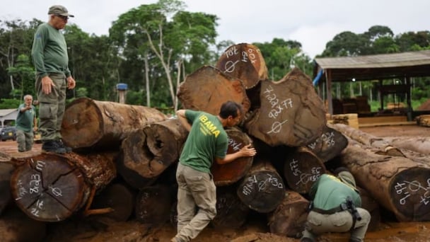 Illegal loggers profit from Brazil’s carbon credit projects