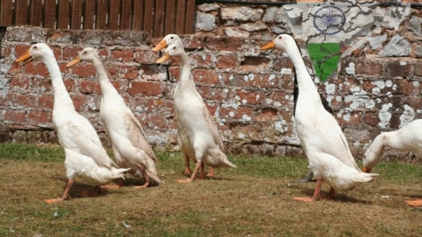 India’s poultry sector presses for GM feed imports amid soaring costs