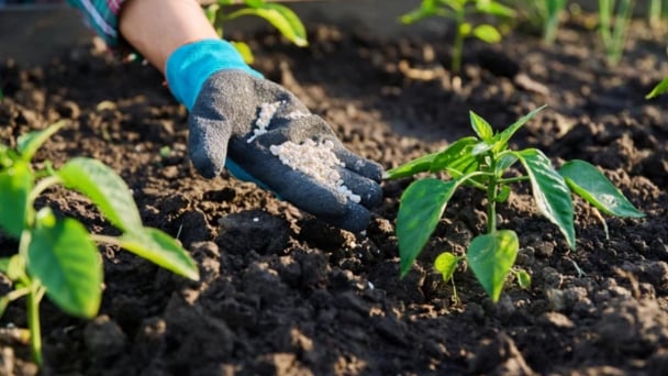 Fertilizer prices gain momentum amid strong demand and geopolitical tensions