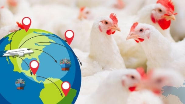 Rabobank: Poultry markets shaped by geopolitics and avian influenza