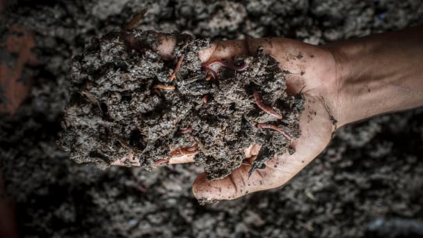 Global soil biodiversity observatory begins to take concrete shape to protect life below ground