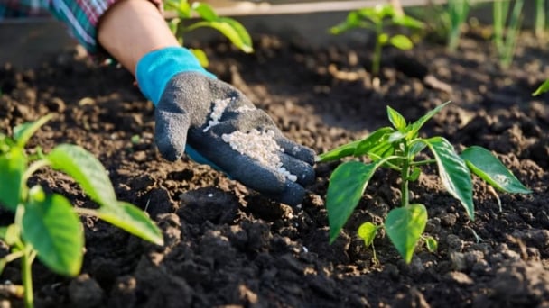 A more climate-friendly way to produce nitrogen fertilizer