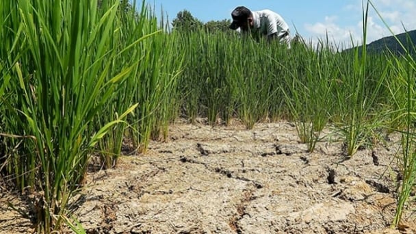Extreme heat, scant rainfall bode ill for this year’s rice crop