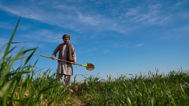 Afghanistan: FAO and UK launch GBP 10 million initiative to boost rural resilience and food security