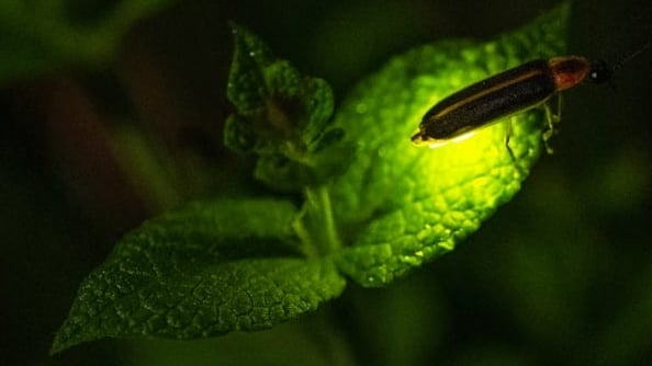 Climate change is killing fireflies – threatening a US summer ritual