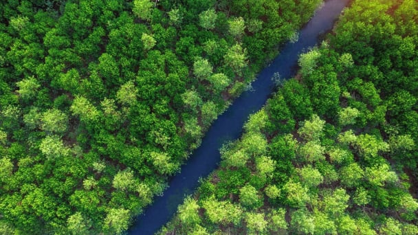 Standardizing valuation, expanding partnerships for forest carbon