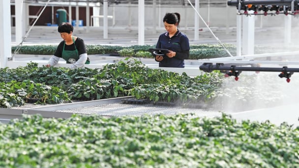 Algorithms help grow seedlings on hot days