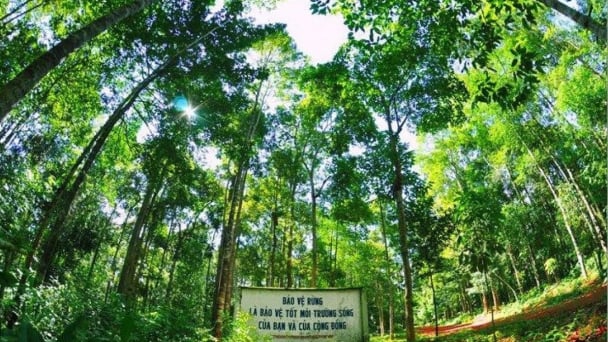 Vietnam’s forestry is a pillar of ecological security and green economy